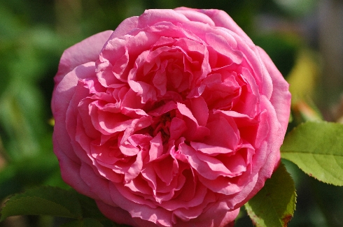 Sch�ne Elise - Rosen von Weihrauch