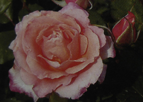 Mme. Rosalia - Rosen von Weihrauch