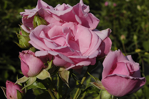 Alt-Marburg - Rosen von Weihrauch