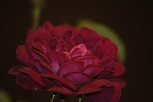 Nuits de Young - Rosa Centifolia Muscosa