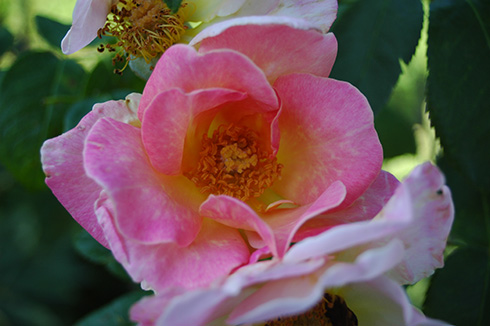Dr. Eckener - Rosa Rugosa