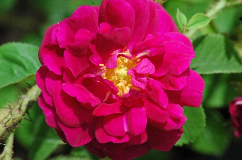 Henri Martin - Rosa Centifolia Muscosa