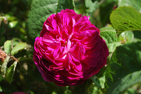 Hippolyte - Rosa Gallica