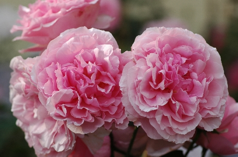 Eckart Witzigmann - Rosen von Delbard