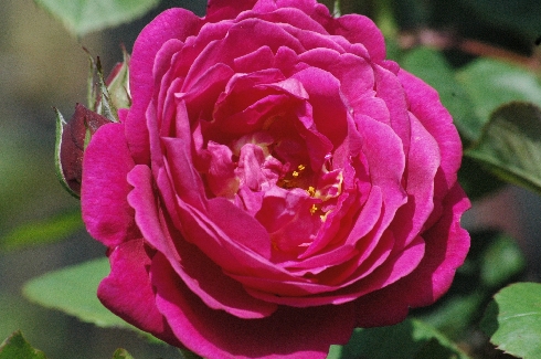 Cybelle - Rosa Generosa von Guillot