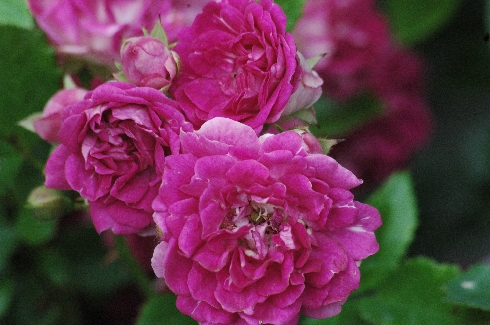 Crimson Shower - Kletterrosen und Rambler