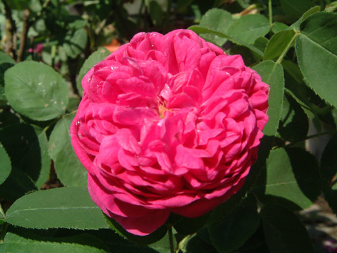 Rose de Resht - Rosa Damascena