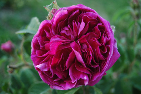 Charles de Milles - Rosa Gallica