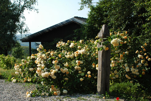 Buff Beauty - Rosa Moschata