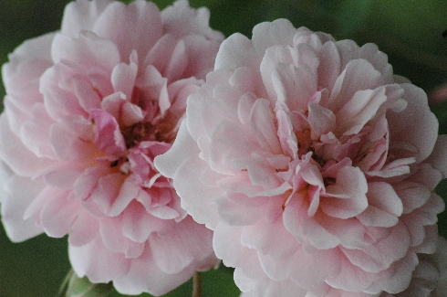 Felicia - Rosa Moschata