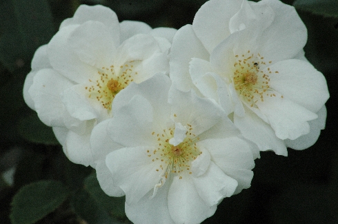 Moonlight - Rosa Moschata