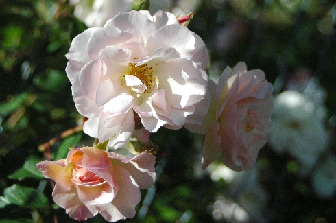 P�n�lope - Rosa Moschata