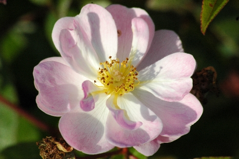 Queen of the Musk - Rosa Moschata