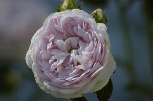 Maidens Blush ('Petite cuisse de Nymphe') - Rosa Alba