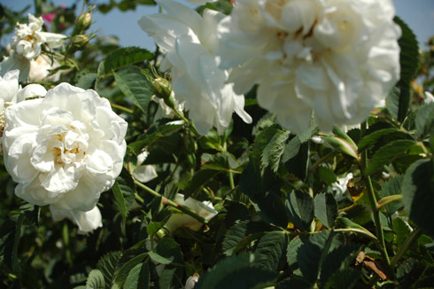 Maxima - Rosa Alba