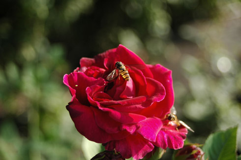 Alfred Colomb - Remontant Rosen