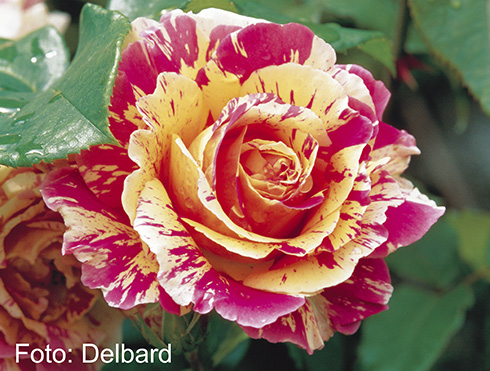 Claude Monet - Rosen von Delbard