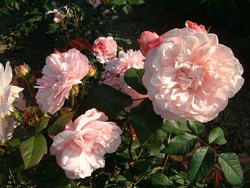 Rosa Gru� an Aachen - Polyantharosen