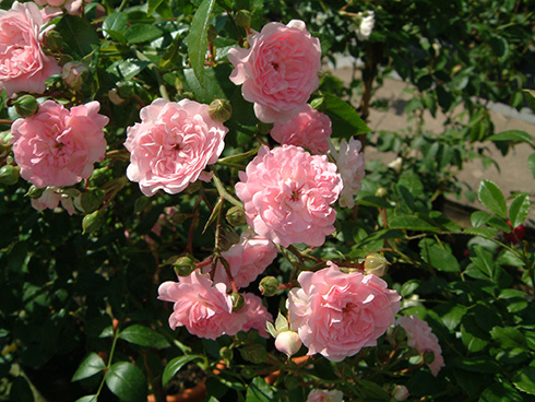 The Fairy - Moderne Patio- Bodendecker und Ruffle Rosen