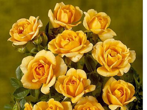 Amber Hit - Moderne Patio- Bodendecker und Ruffle Rosen
