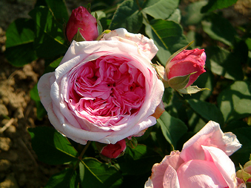 Mme. Boll - Portland Rosen