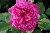 Urdh