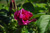 Roseraie de l'Ha�