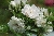 Wei�e Nelkenrose (`White Grootendorst`)