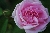 Blairii II - Rosa Borbonica