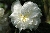 Alb�ric Barbier