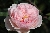 Albertine - Kletterrosen und Rambler
