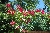 Crimson Rambler