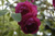 Catherine Guillot (Michelle Bonnet) - Rosa Borbonica