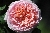 Abraham Darby