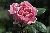 Brother Cadfael
