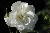 Kronprinzessin Viktoria - 
