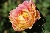 Rose des Cisterciens