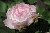 Mme. Pierre Oger