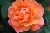 Orange Climber