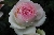Pierre de Ronsard ('Eden Rose 85')