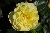 Lichtk�nigin Lucia