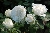 Princess of Wales (Harkness)