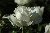 Schneewittchen ('F�e des Neiges')