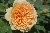 Crown Princess Margareta