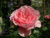 Mecklenburg (Schlossg�rtnerei L�tzow Rose) &copy; - Moderne Kletterrosen