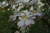 The Garland - Kletterrosen und Rambler