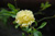 Banksiae Lutea