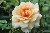 Grace - 