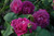 Reine de Violettes - dunkle Variante