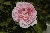 Cottage Rose